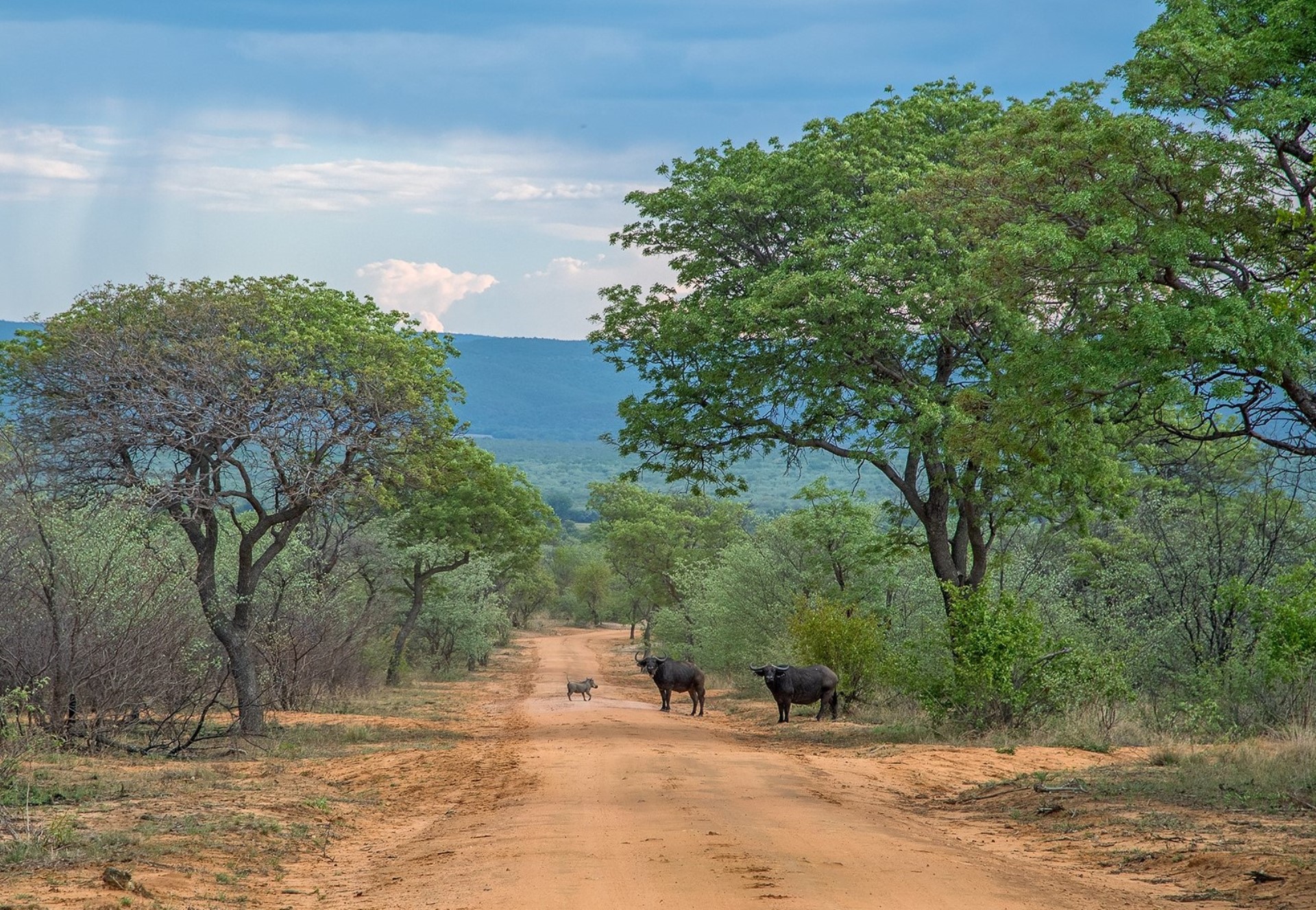 Waterberg Wilderness Reserve Kwalata Safaris African Hunting Safaris